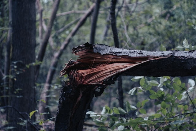 Nulūžęs medis. Foto Robin Billy iš Unsplash